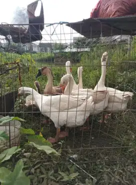 Soang angsa soang