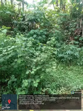Dijual Tanah Desa Kalikatir Kecamatan Gondang Mojokerto