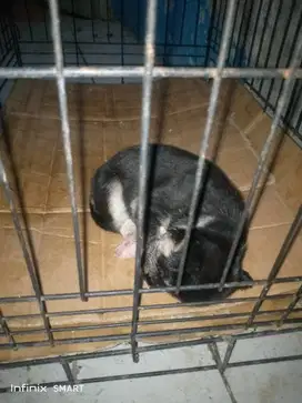anjing kecil,saya tidak tahu jenis nya apa