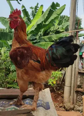 Jago silangan pelung