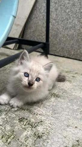Anak Kucing Kitten BSH Anggora