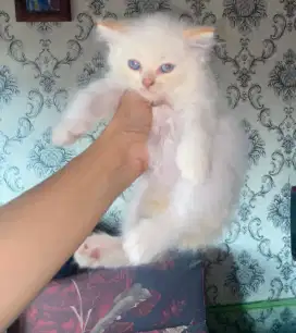 Kitten jantan ras ragdoll mix persia 500rb nett