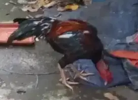 Ayam bangkok indukan + anak