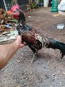 Ayam bulbi muda