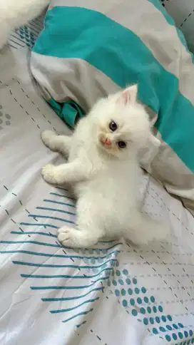 Kitten NS jantan