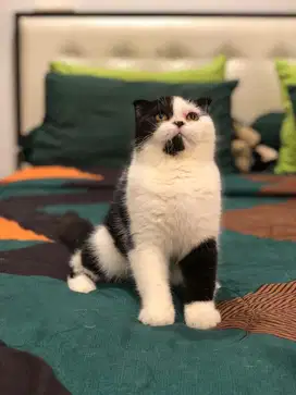Scottish fold bsh betina