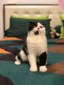 Scottish fold bsh betina