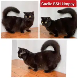 Lepas adopsi kucing persia gaelic