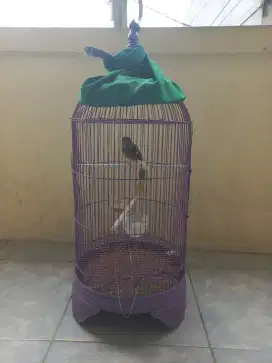 burung kenari gacor