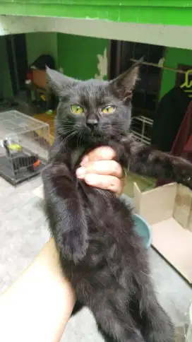 KITTEN PERSIA MEDIUM 2 BULAN (BETINA)