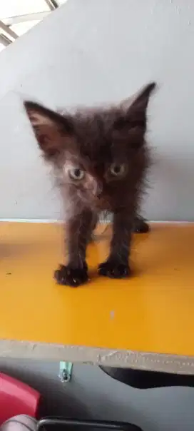 Kucing persia mix bsh
