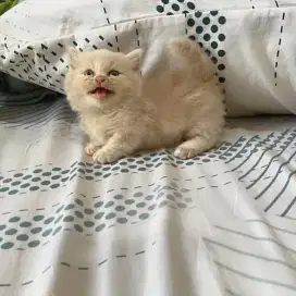 Kitten munchkin jantan shorthair