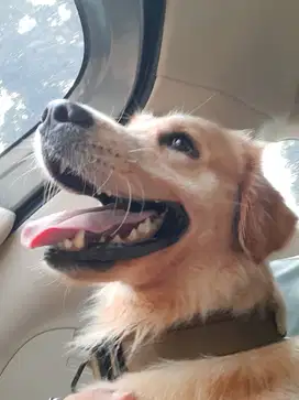 MURAH!! ANJING GOLDEN RETRIEVER BETINA 1 tahun 4 bulan + BUKU VAKSIN
