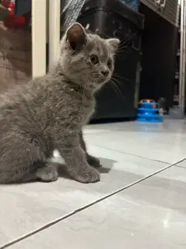 Adopt kitten BSH Scottish blue solid