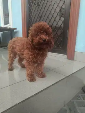 Jual Cepat Anjing Poodle
