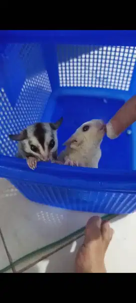 Sugar glider jenis creamino dan white face