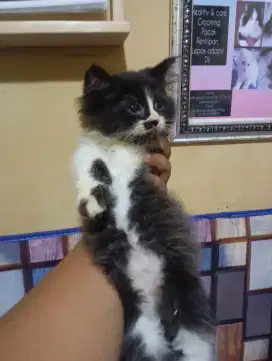 Kitten persian flatnose