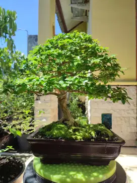 Bonsai anting putri
