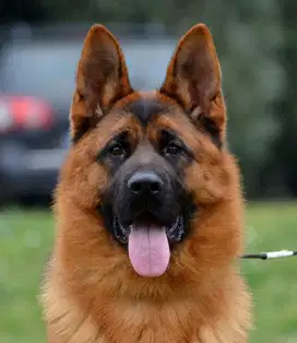 JUAL IMPORT Betina German Sheperd