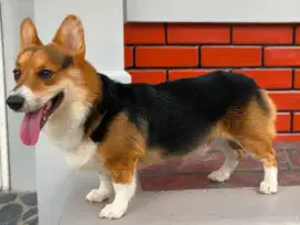 Anjing Corgie Jantan 3 tone