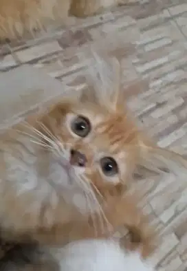 Kucing peranakan persia medium