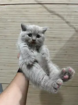 British Shorthair - Kitten - Lilac, Cinnamon, Chocolate