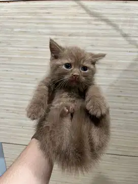 British Shorthair - Kitten - Lilac, Cinnamon, Chocolate