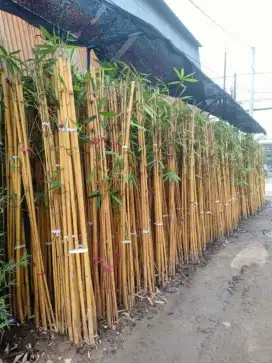 Bambu panda-bambu kuning panda-tanaman hias-bambu hias
