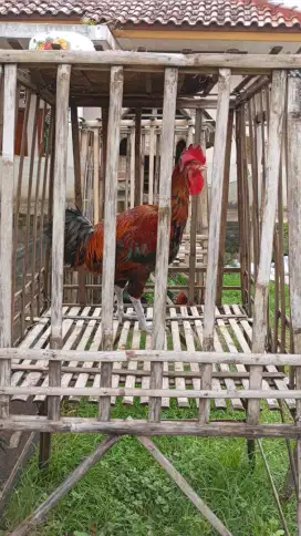 Ayam pelung unggulan