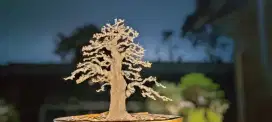 Bonsai anting putri