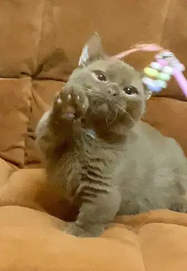 for sale munchkin bsh