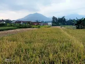 Dijual Sawah view Gunung