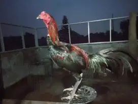 Ayam Bangkok, pakhoy trah juara
