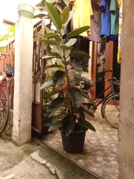 Pohon Karet Kebo
