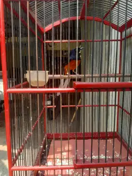 Murai batu ekor panjang pe 25 masih dokor