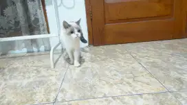 Kucing BSH Ragdoll