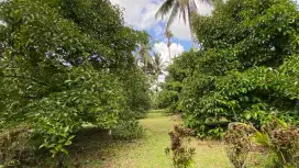 Jual kebun durian dan manggis siap panen di tabanan bali