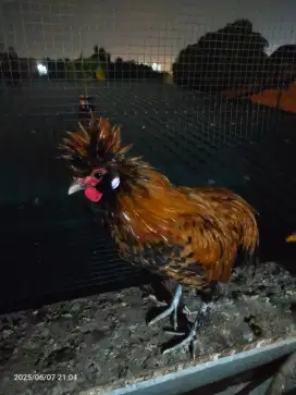 Ayam hias Poland