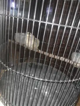 Marbabu mata merah jinak no minus