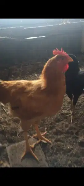 Ayam Merawang Remaja