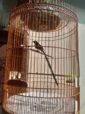 Murai batu pastol pe 31