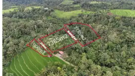 Jual tanah kebun murah Los sungai view sawah di tabanan bali
