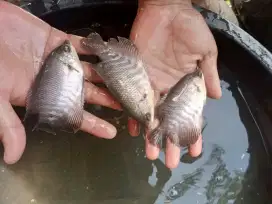 Bibit ikan gurame soang