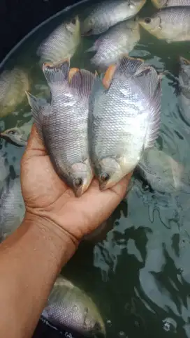 Bibit ikan gurame soang