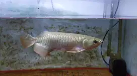 Arwana golden red 27cm