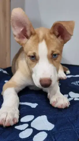Anak Anjing Pitsky Pitbull Mix Husky lucu dan unik