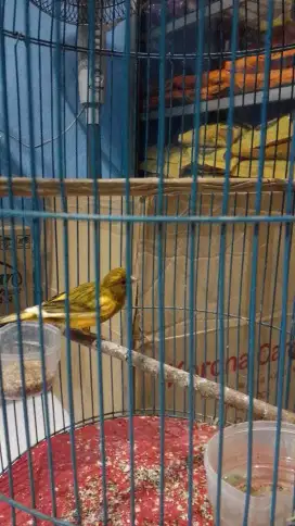 Kenari dua ekor