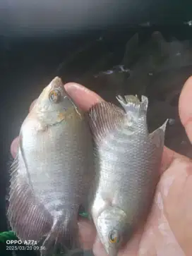 Bibit ikan gurame soang