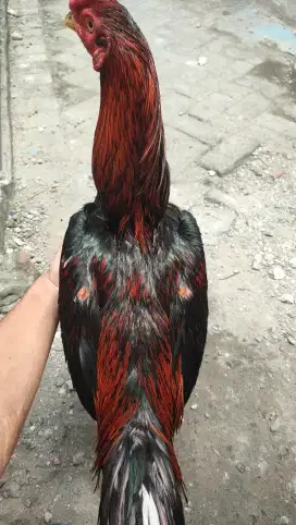 ayam Bangkok bk