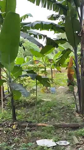 Dijual Tanah di Kawasan Munjul, Kab.Tangerang - Banten.